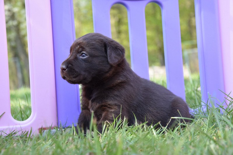 Salsa du Fond de la Noye Femelle Retriever du Labrador