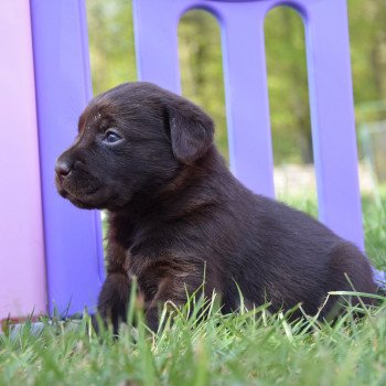 chiot Retriever du Labrador chocolat S... élevage du Fond de la Noye