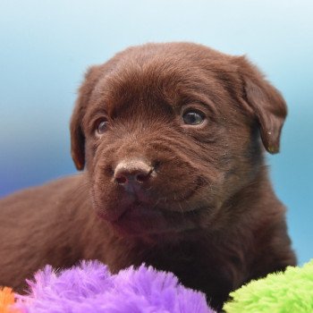 chiot Retriever du Labrador chocolat Simba élevage du Fond de la Noye Retriever du Labrador