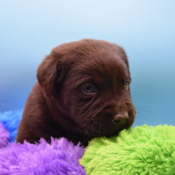 chiot Retriever du Labrador chocolat Simba élevage du Fond de la Noye Retriever du Labrador
