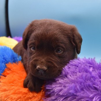 chiot Retriever du Labrador chocolat Simba élevage du Fond de la Noye Retriever du Labrador