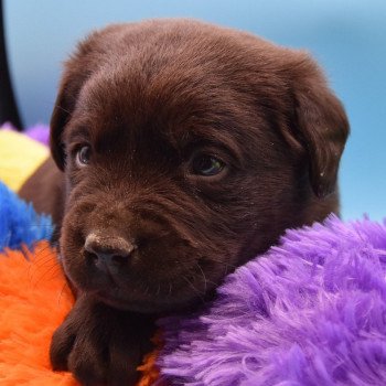 chiot Retriever du Labrador chocolat Simba élevage du Fond de la Noye Retriever du Labrador