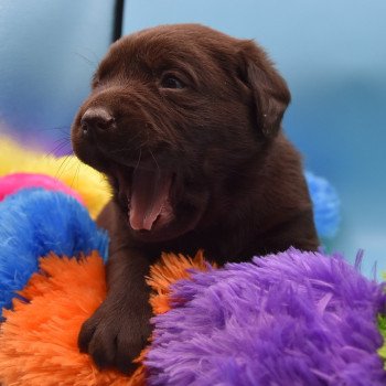 chiot Retriever du Labrador chocolat Simba élevage du Fond de la Noye Retriever du Labrador