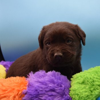 chiot Retriever du Labrador chocolat Simba élevage du Fond de la Noye Retriever du Labrador