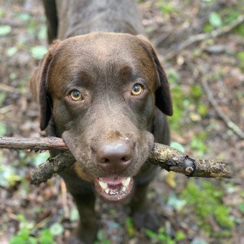 chiot Retriever du Labrador chocolat Tiramisu élevage du Fond de la Noye chiot Retriever du Labrador chocolat Tiramisu élevage du Fond de la Noye