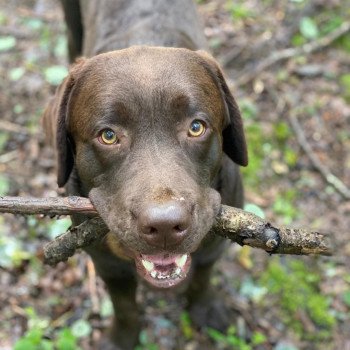 chiot Retriever du Labrador chocolat Tiramisu élevage du Fond de la Noye