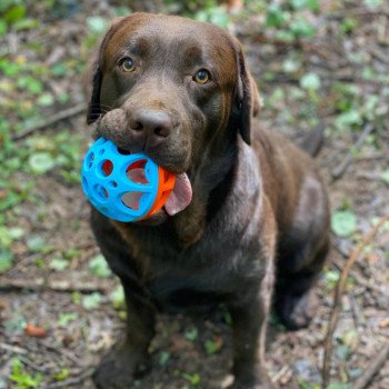 chiot Retriever du Labrador chocolat Tiramisu élevage du Fond de la Noye