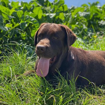 chiot Retriever du Labrador chocolat Tiramisu élevage du Fond de la Noye