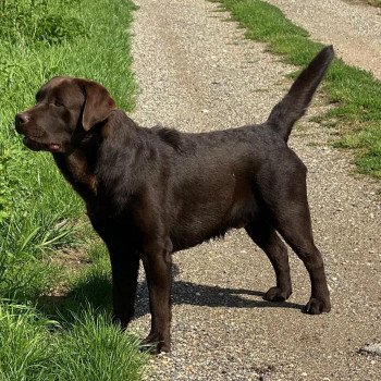 chiot Retriever du Labrador chocolat Tiramisu élevage du Fond de la Noye