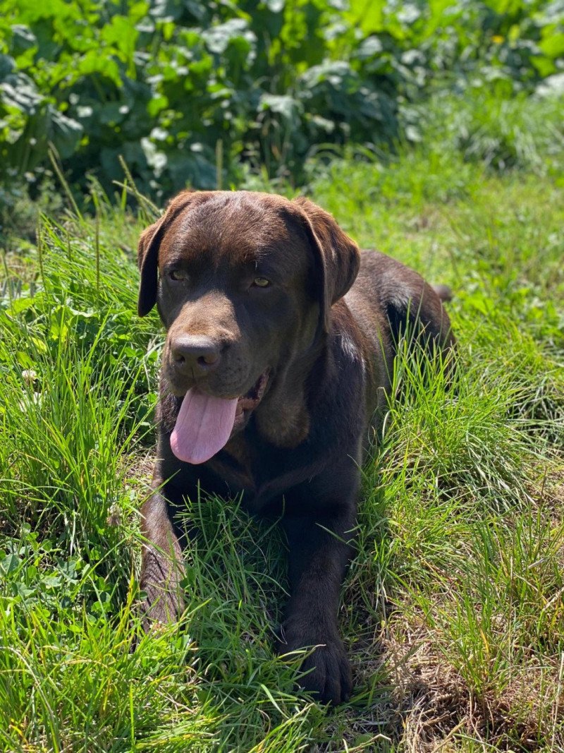 Tiramisu du Fond de la Noye Mâle Retriever du Labrador Tiramisu du Fond de la Noye Mâle Retriever du Labrador