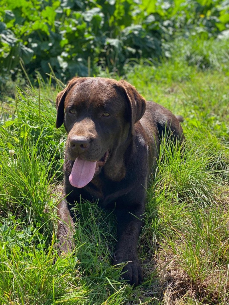 Tiramisu du Fond de la Noye Mâle Retriever du Labrador