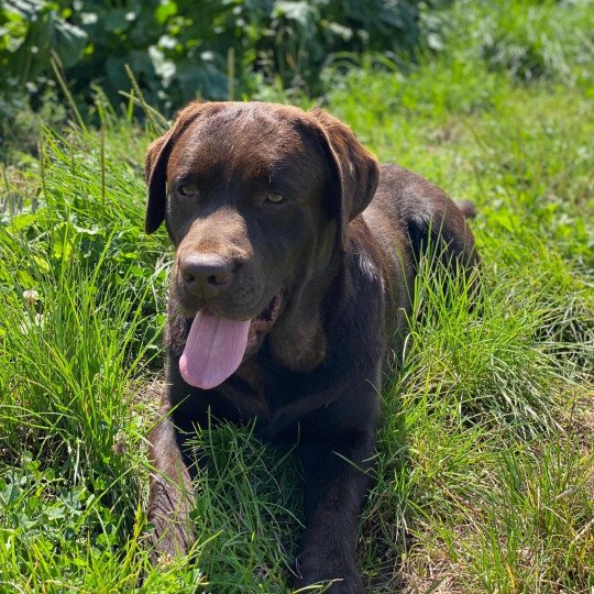 Tiramisu du Fond de la Noye Mâle Retriever du Labrador