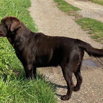 chiot Retriever du Labrador chocolat Tiramisu élevage du Fond de la Noye