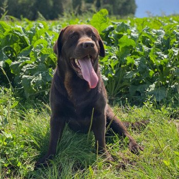 chiot Retriever du Labrador chocolat Tiramisu élevage du Fond de la Noye