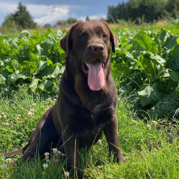 chiot Retriever du Labrador chocolat Tiramisu élevage du Fond de la Noye