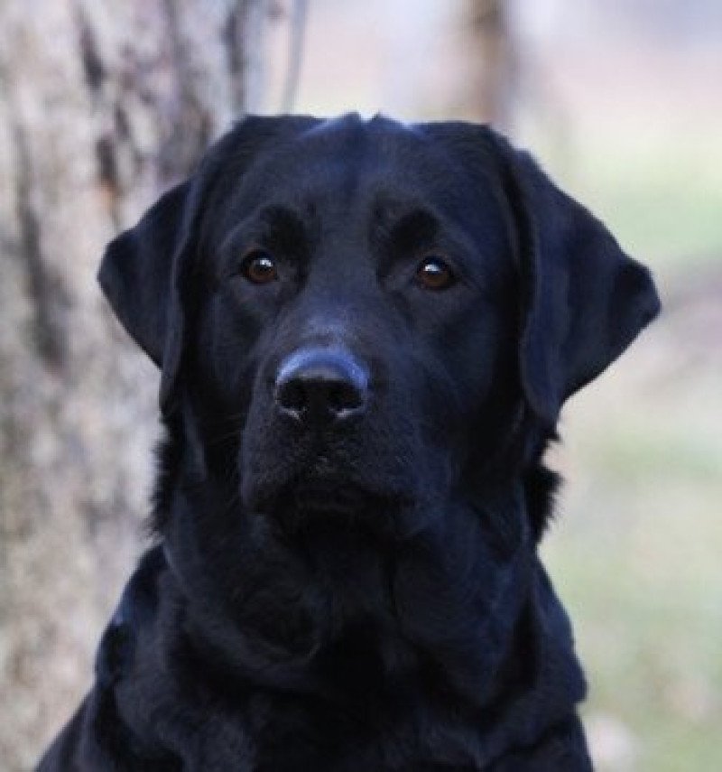 Thunderstorm Black & Chocolate Femelle Retriever du Labrador
