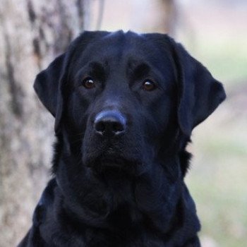 chien Retriever du Labrador Thunderstorm élevage du Fond de la Noye