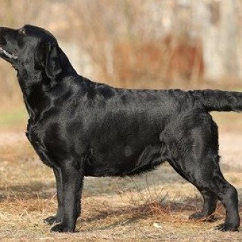 chien Retriever du Labrador Thunderstorm élevage du Fond de la Noye