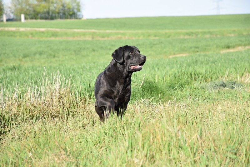 Tallinn du Fond de la Noye Femelle Retriever du Labrador