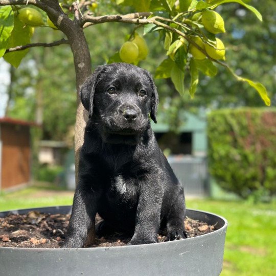V'Ruby du Fond de la Noye Femelle Retriever du Labrador