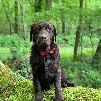 chiot Retriever du Labrador chocolat Ukraine élevage du Fond de la Noye chiot Retriever du Labrador chocolat Ukraine élevage du Fond de la Noye