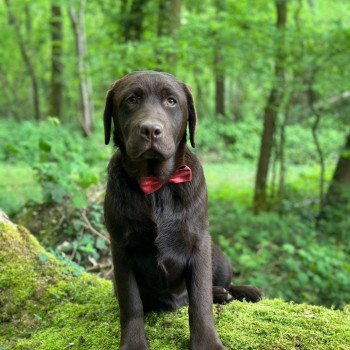 chiot Retriever du Labrador chocolat Ukraine élevage du Fond de la Noye