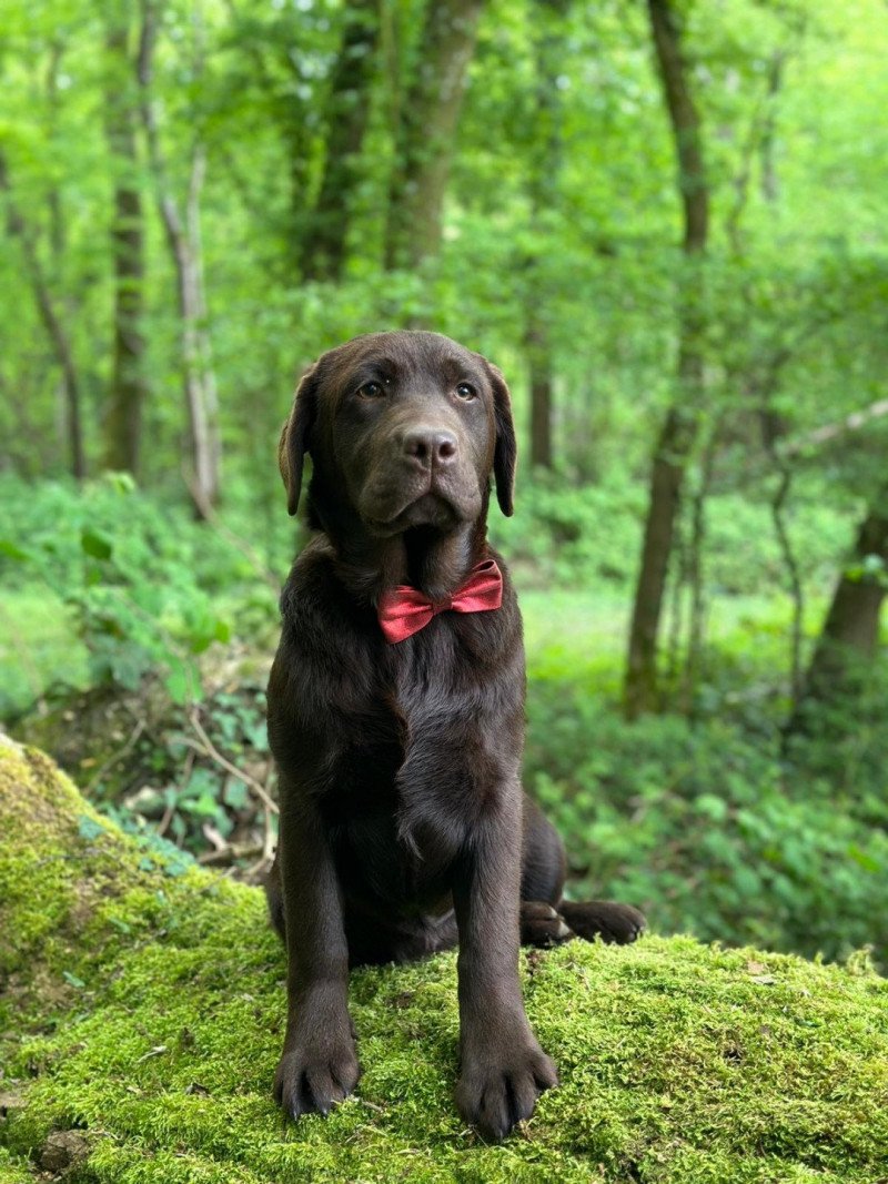 Ukraine du Fond de la Noye Femelle Retriever du Labrador Ukraine du Fond de la Noye Femelle Retriever du Labrador