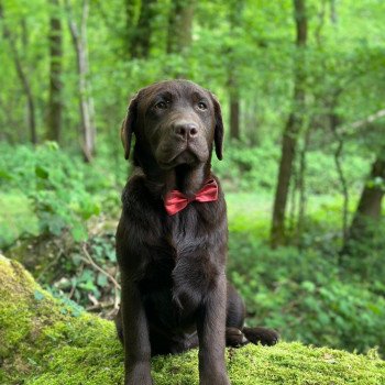 chiot Retriever du Labrador chocolat Ukraine élevage du Fond de la Noye