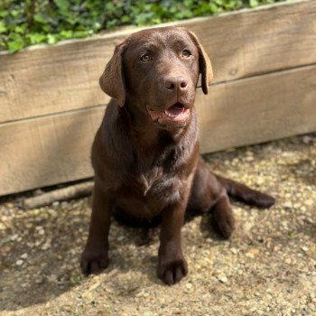 chiot Retriever du Labrador chocolat Ukraine élevage du Fond de la Noye chiot Retriever du Labrador chocolat Ukraine élevage du Fond de la Noye
