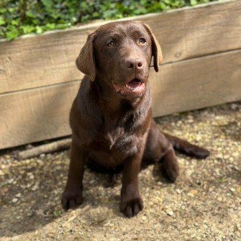 chiot Retriever du Labrador chocolat Ukraine élevage du Fond de la Noye