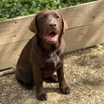 chiot Retriever du Labrador chocolat Ukraine élevage du Fond de la Noye