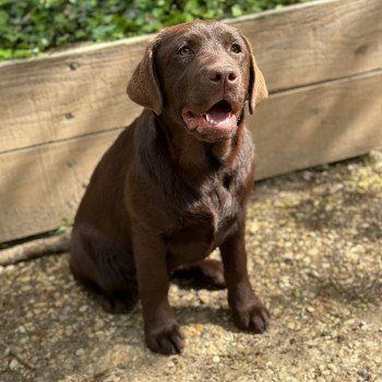 chiot Retriever du Labrador chocolat Ukraine élevage du Fond de la Noye