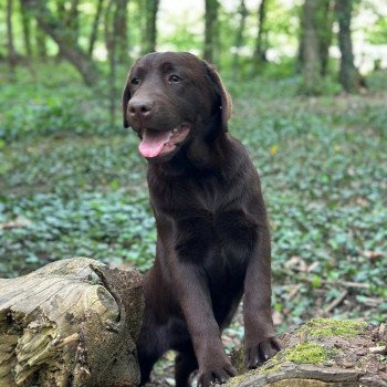 chiot Retriever du Labrador chocolat Ukraine élevage du Fond de la Noye