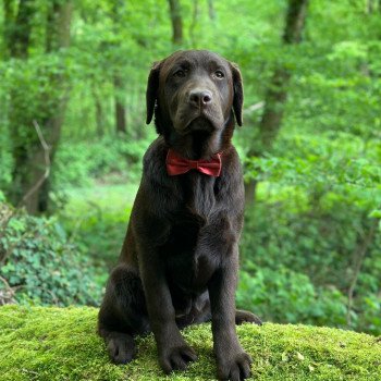 chiot Retriever du Labrador chocolat Ukraine élevage du Fond de la Noye