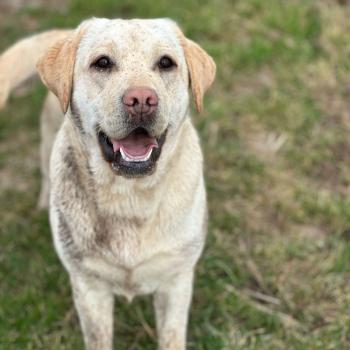 chien Retriever du Labrador sable Uruguay élevage du Fond de la Noye