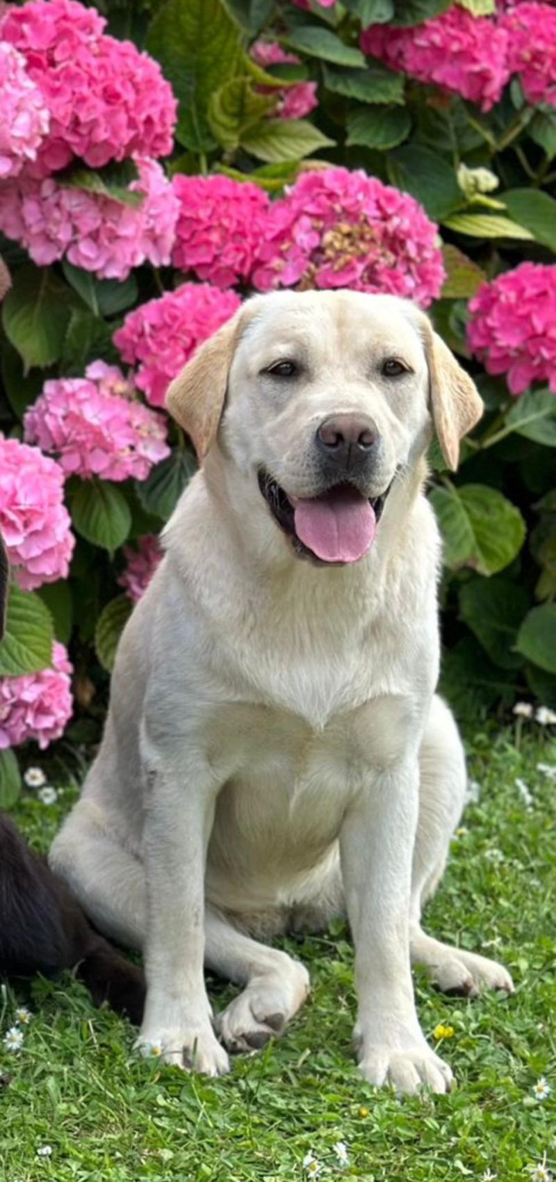 Uruguay du Fond de la Noye Femelle Retriever du Labrador
