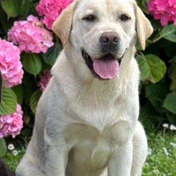 chien Retriever du Labrador sable Uruguay élevage du Fond de la Noye