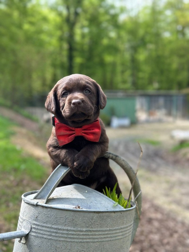V'Titus du Fond de la Noye Mâle Retriever du Labrador V'Titus du Fond de la Noye Mâle Retriever du Labrador