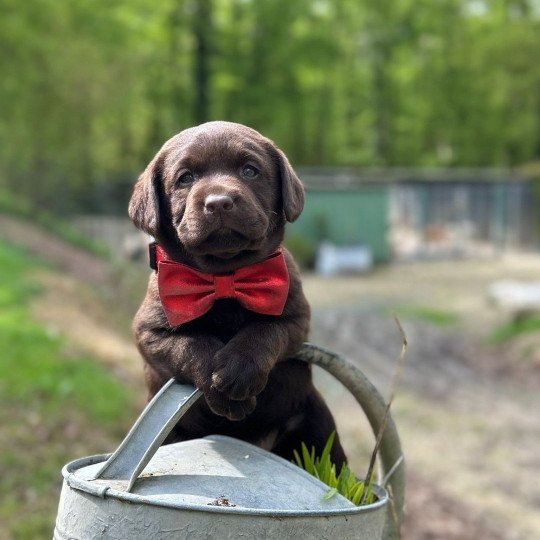 V'Titus du Fond de la Noye Mâle Retriever du Labrador