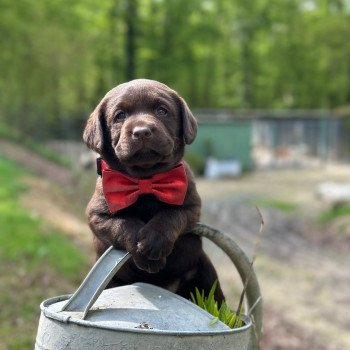 chiot Retriever du Labrador chocolat Vasco élevage du Fond de la Noye chiot Retriever du Labrador chocolat Vasco élevage du Fond de la Noye