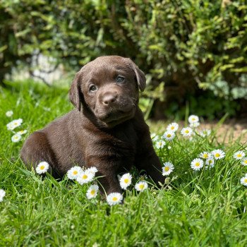 chiot Retriever du Labrador chocolat Vasco élevage du Fond de la Noye chiot Retriever du Labrador chocolat Vasco élevage du Fond de la Noye