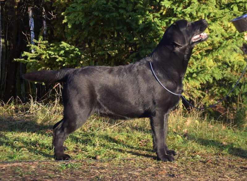 What's the rush Bella Mare Mâle Retriever du Labrador What's the rush Bella Mare Mâle Retriever du Labrador