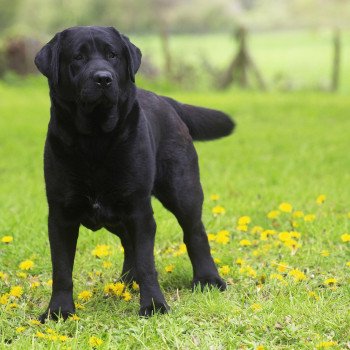 chien Retriever du Labrador noir What's the rush élevage du Fond de la Noye