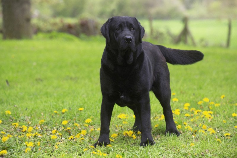 What's the rush Bella Mare Mâle Retriever du Labrador