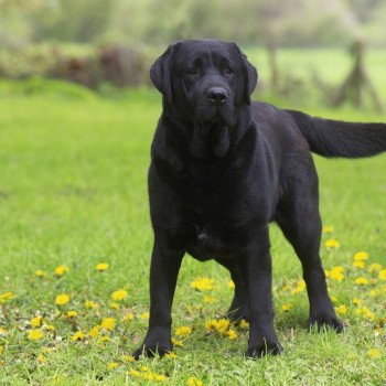 What's the rush Bella Mare Mâle Retriever du Labrador