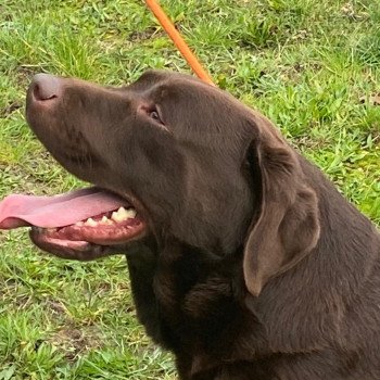 chien Retriever du Labrador chocolat Winston élevage du Fond de la Noye