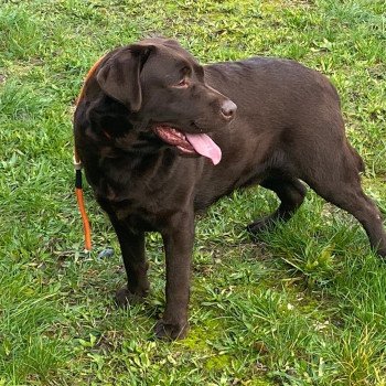 chien Retriever du Labrador chocolat Winston élevage du Fond de la Noye