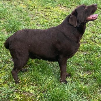 chien Retriever du Labrador chocolat Winston élevage du Fond de la Noye chien Retriever du Labrador chocolat Winston élevage du Fond de la Noye