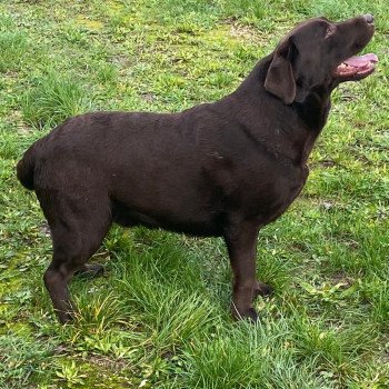 chien Retriever du Labrador chocolat Winston élevage du Fond de la Noye