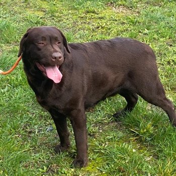 chien Retriever du Labrador chocolat Winston élevage du Fond de la Noye